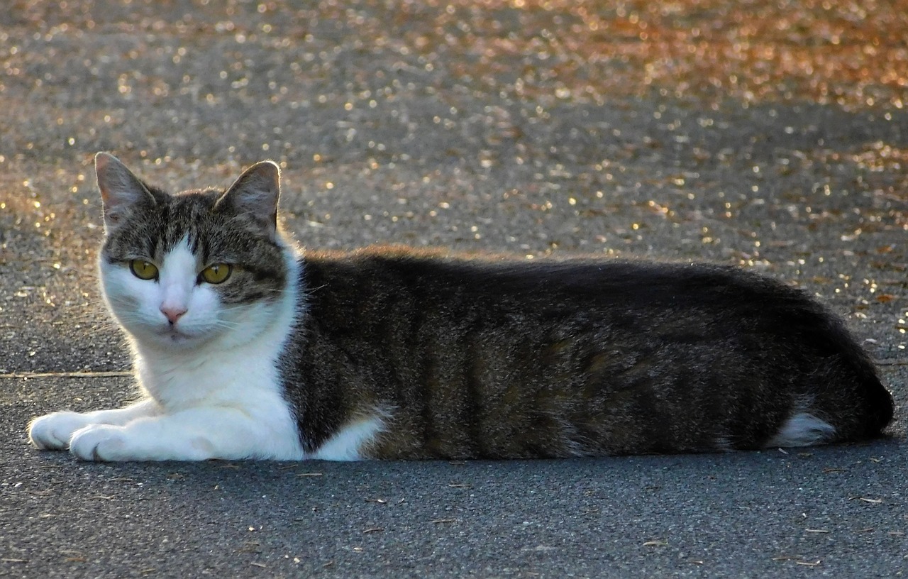Image - cat mieze cute animal tiger cat