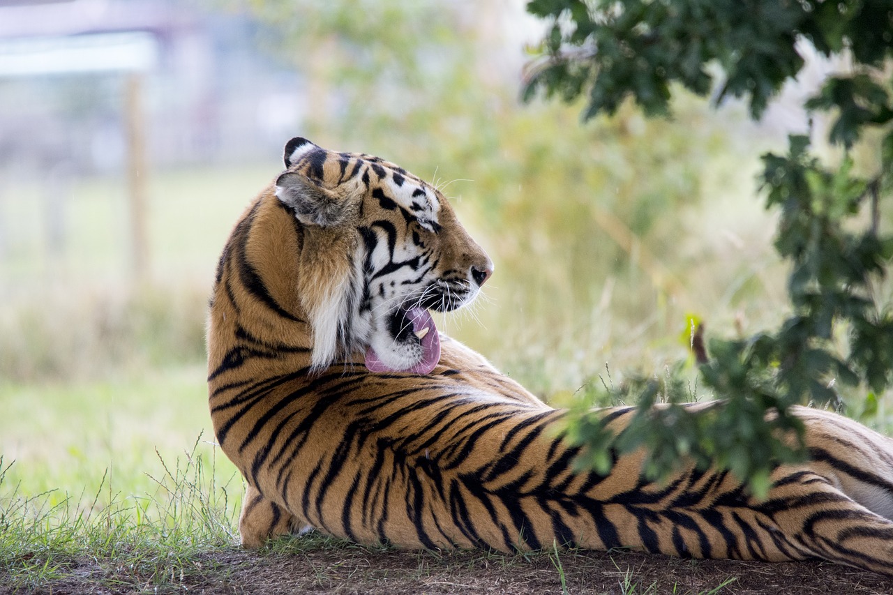 Image - tiger licking lick wild animal