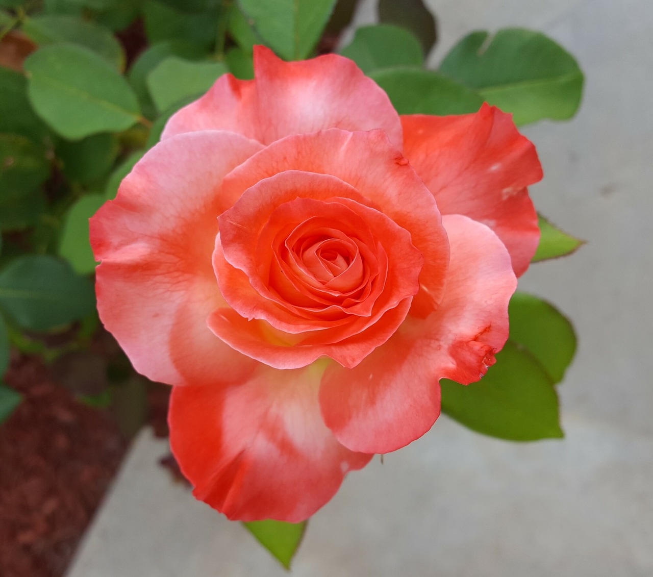 Image - rose brigadoon bloom