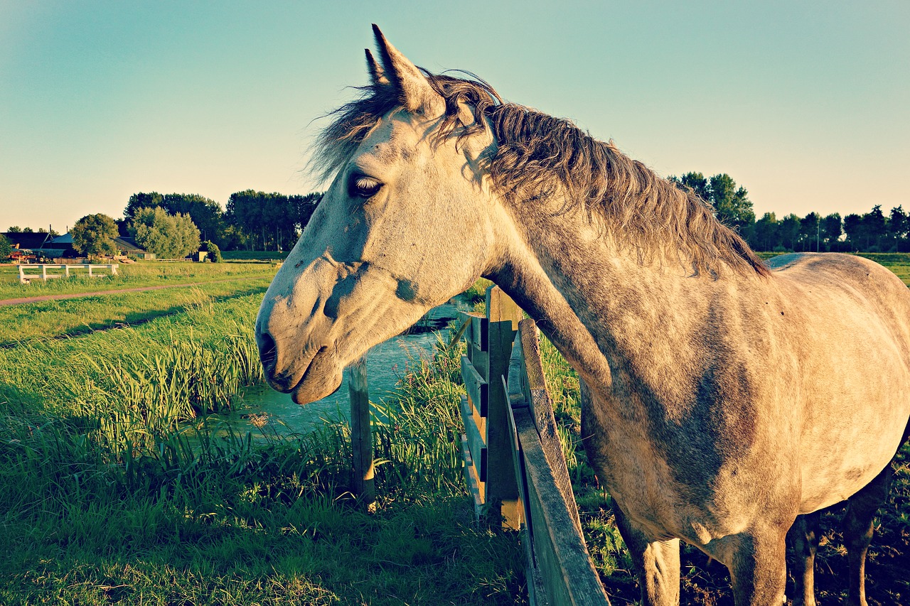 Image - animal meadow head fence mane