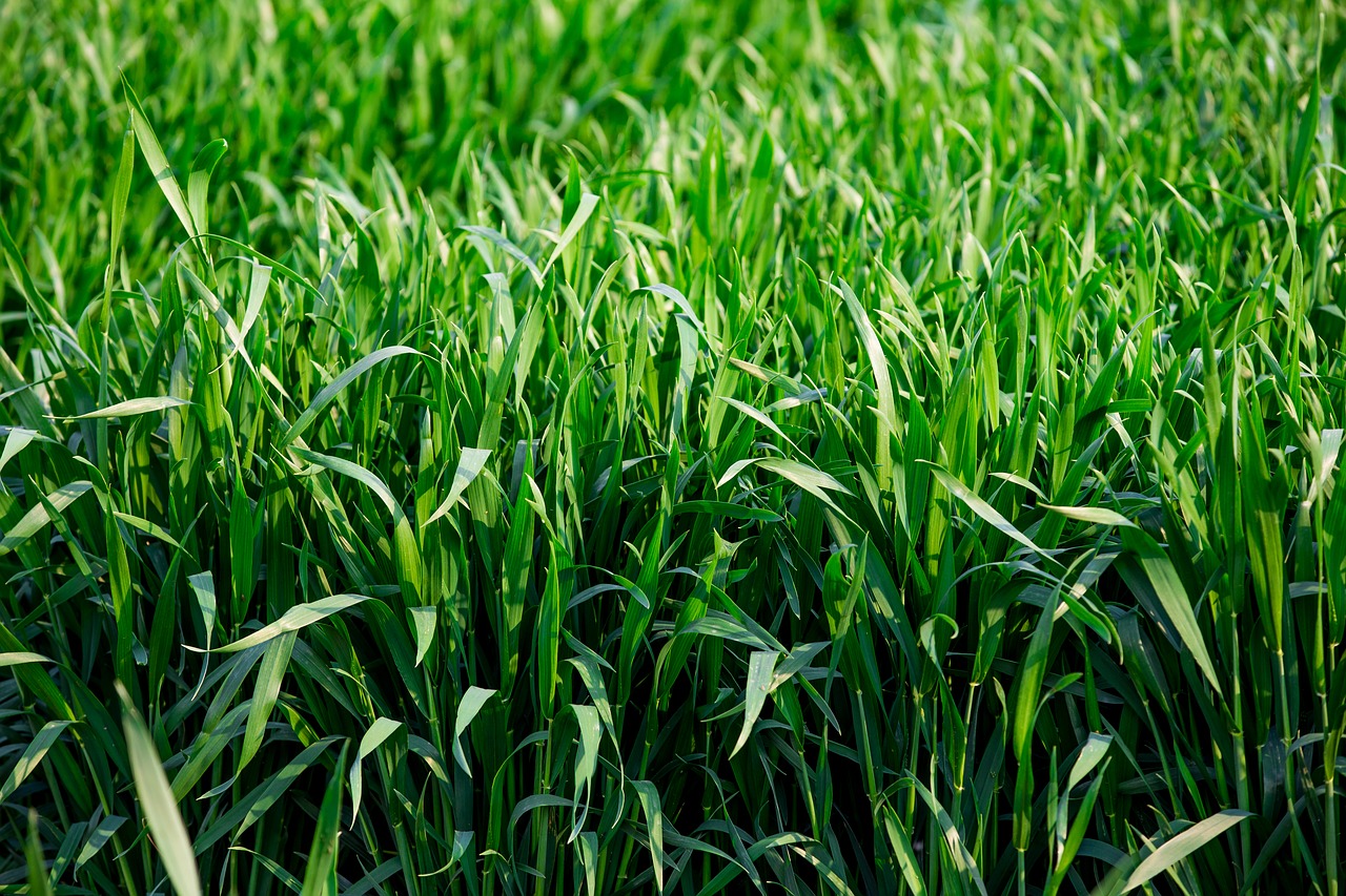 Image - neck green grass the grassland