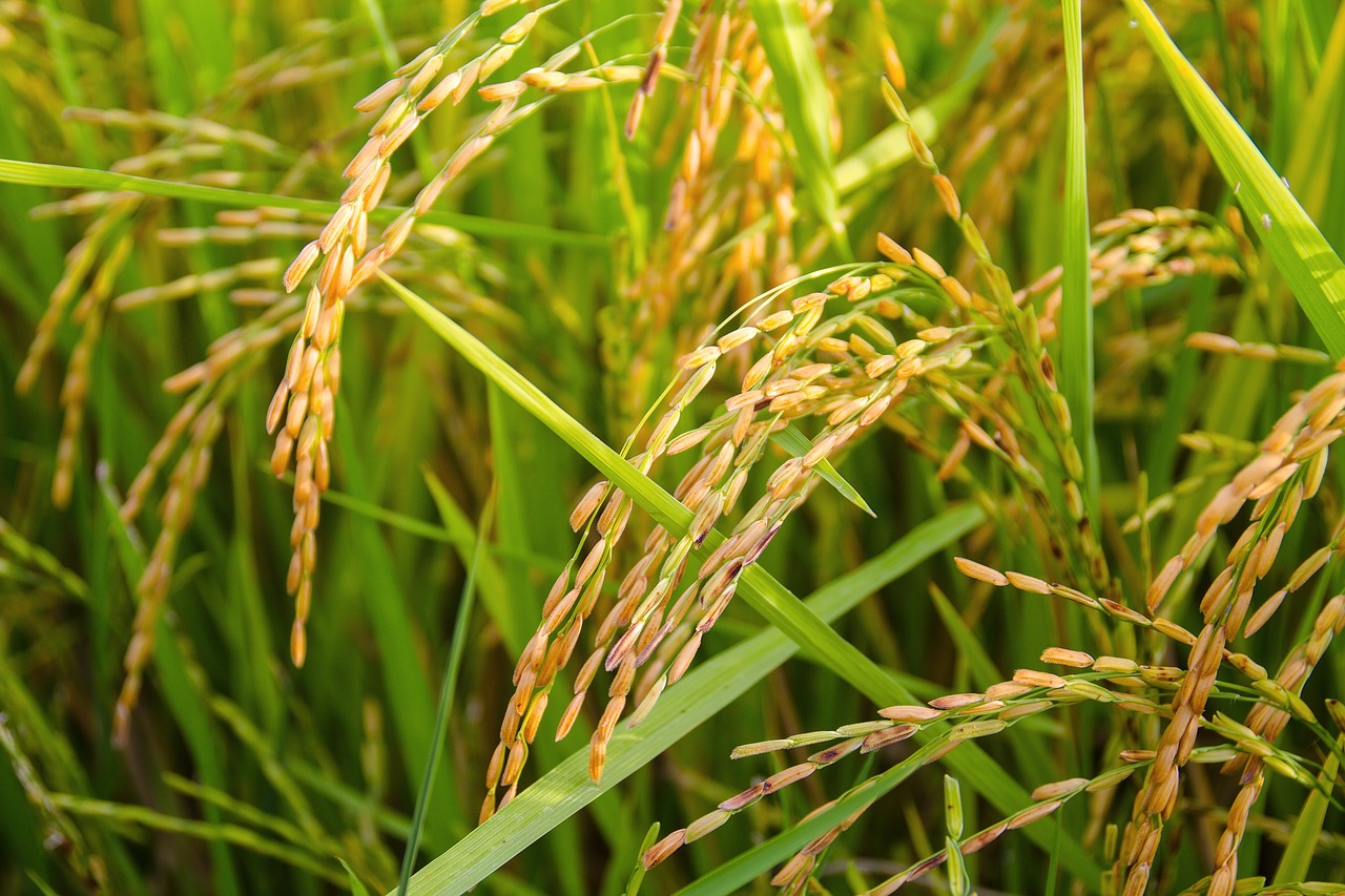 Image - rice sheaves of rice gold