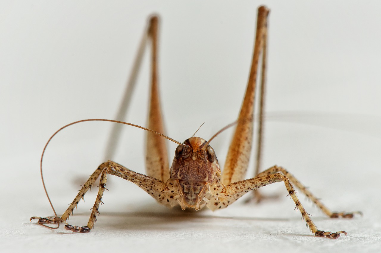 Image - bush cricket grasshopper ornithopter