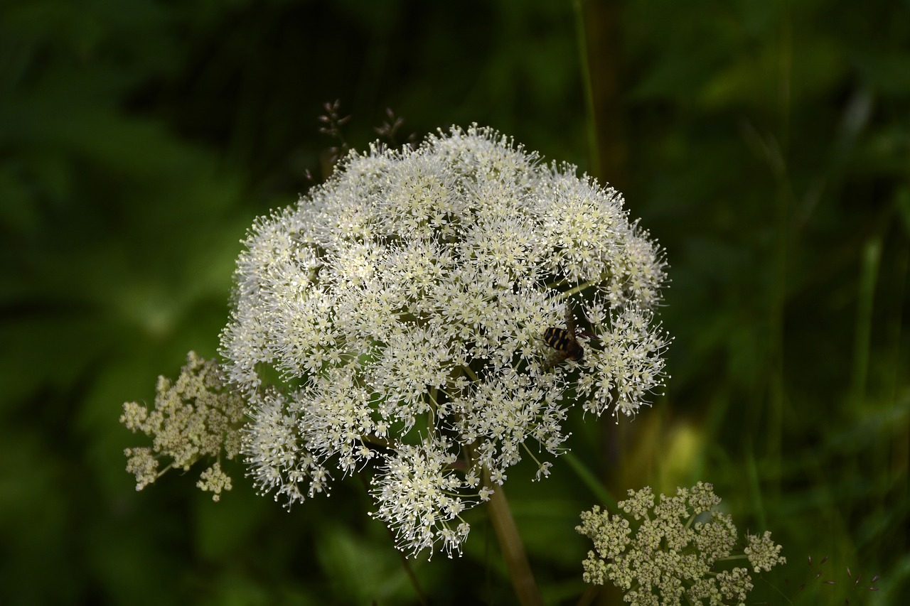 Image - forest angelica apiaceae