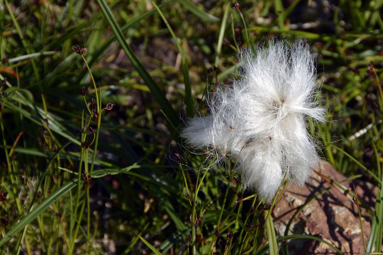 Image - cottongrass plant white cyperaceae