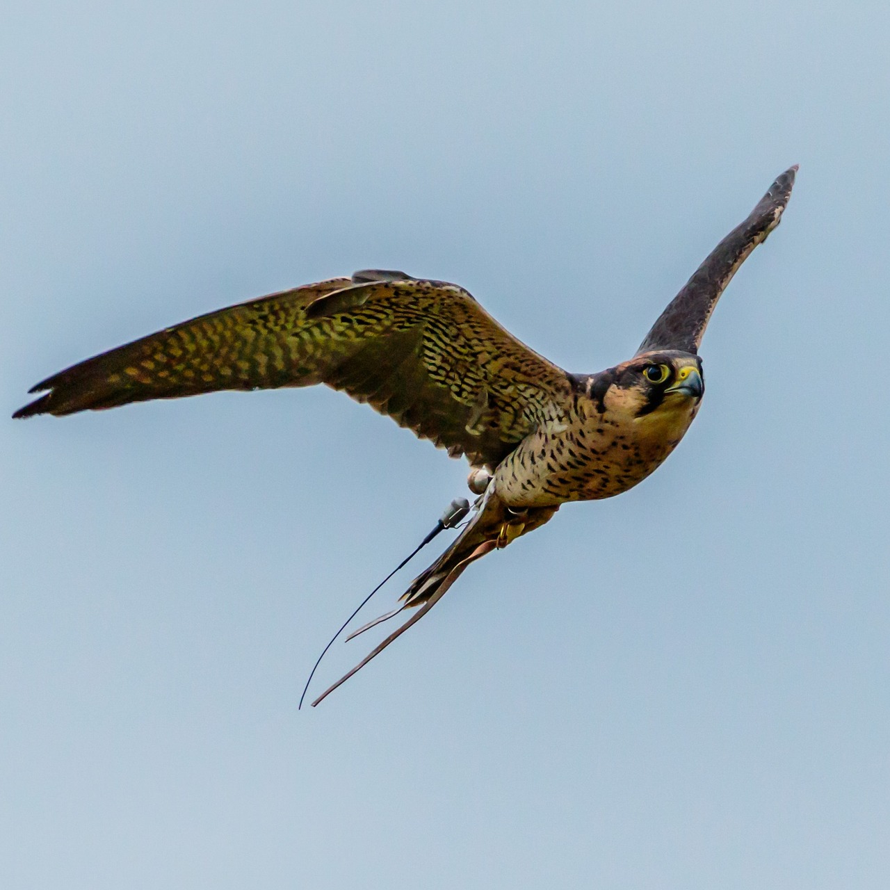 Image - lanner falcon bird of prey prey