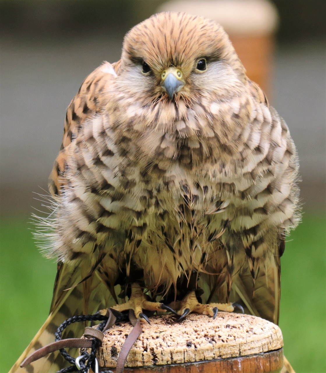 Image - kestrel bird of prey bird nature