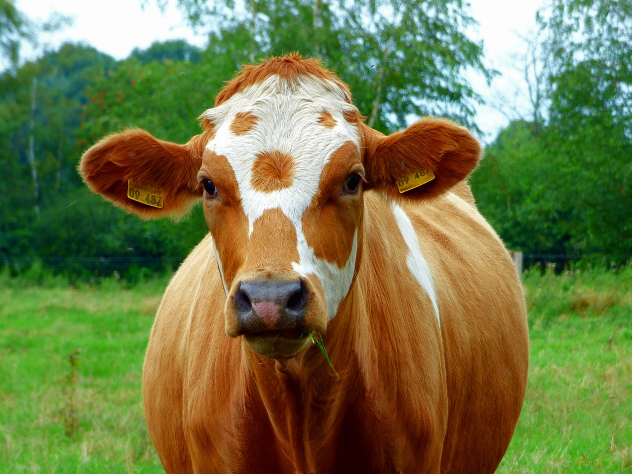 Image - cow beef pasture graze milk cow