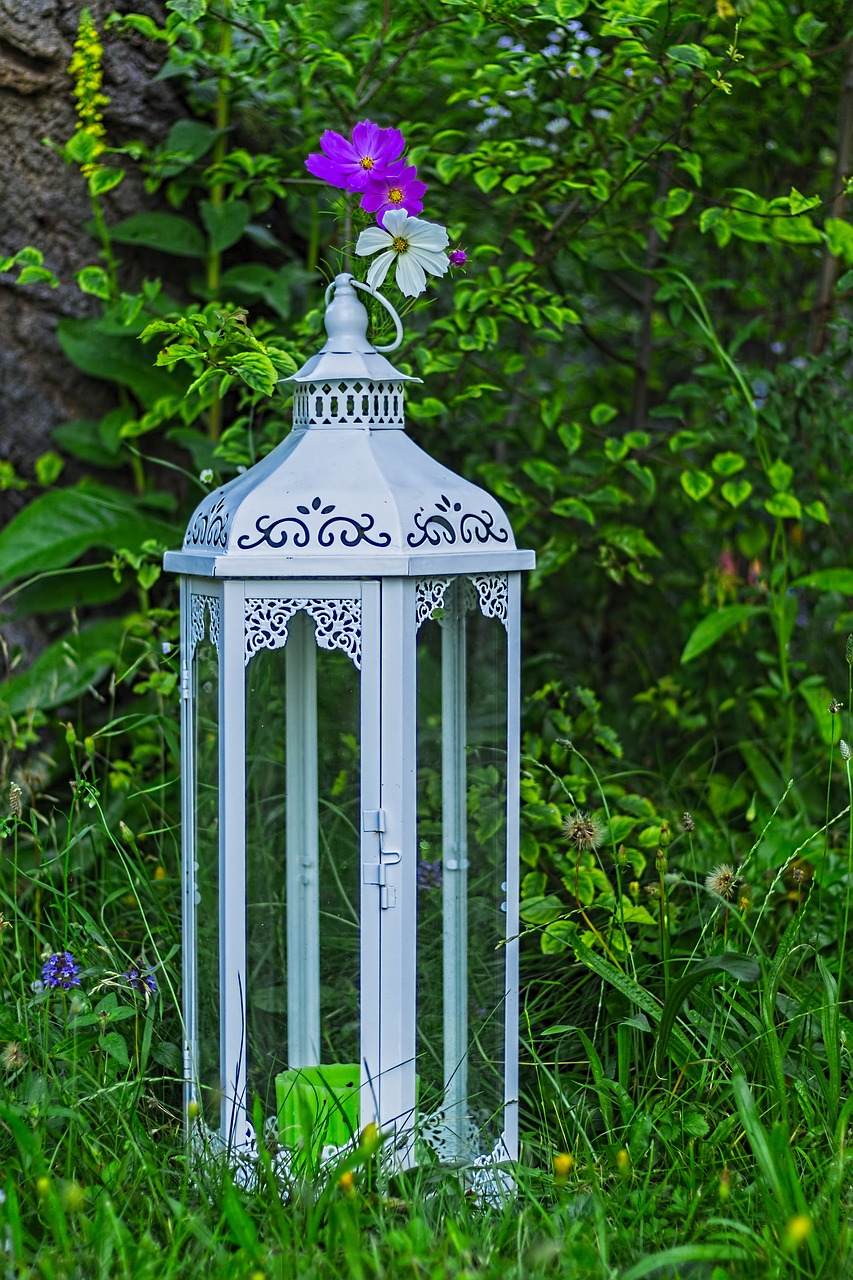 Image - cosmea bipinnata cosmea lantern