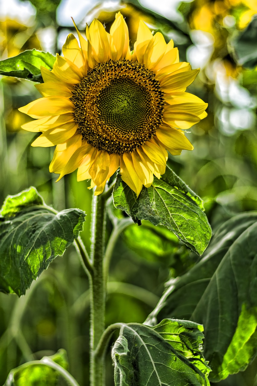 Image - sun flower garden summer yellow