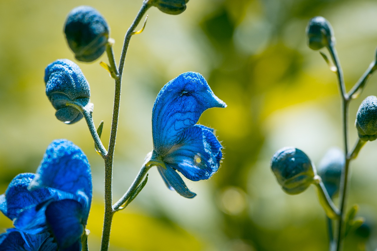 Image - wild sage blossom bloom blue