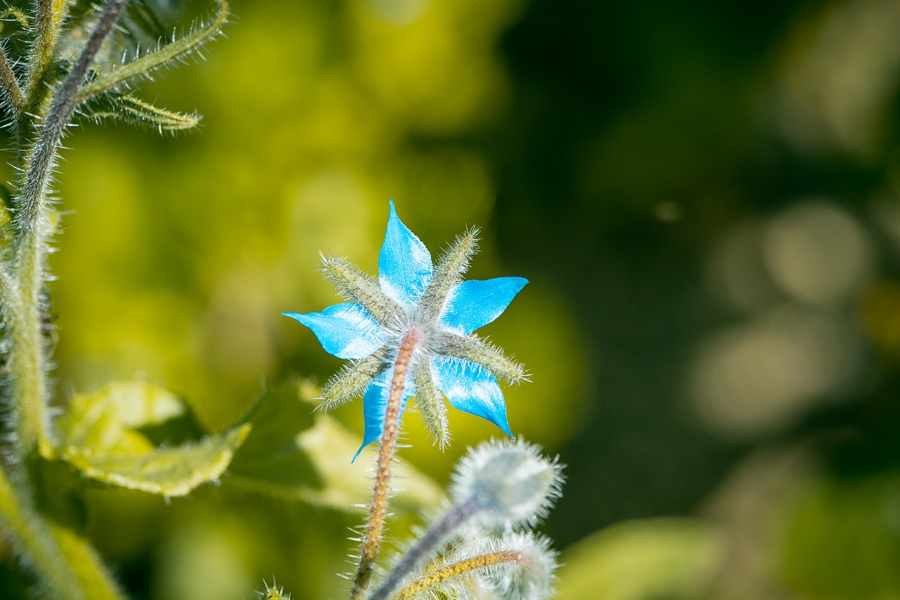 Image - borage kukumerkraut cucumber herb