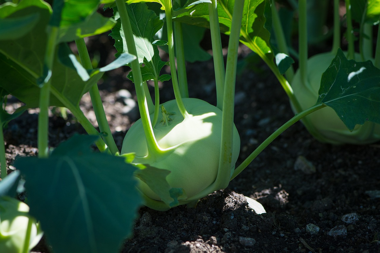 Image - kohlrabi garden in the garden