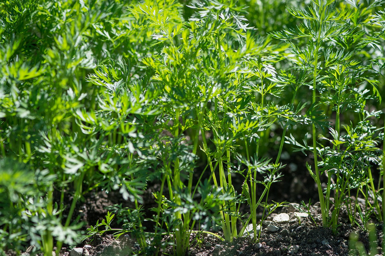 Image - carrots carrot plant garden