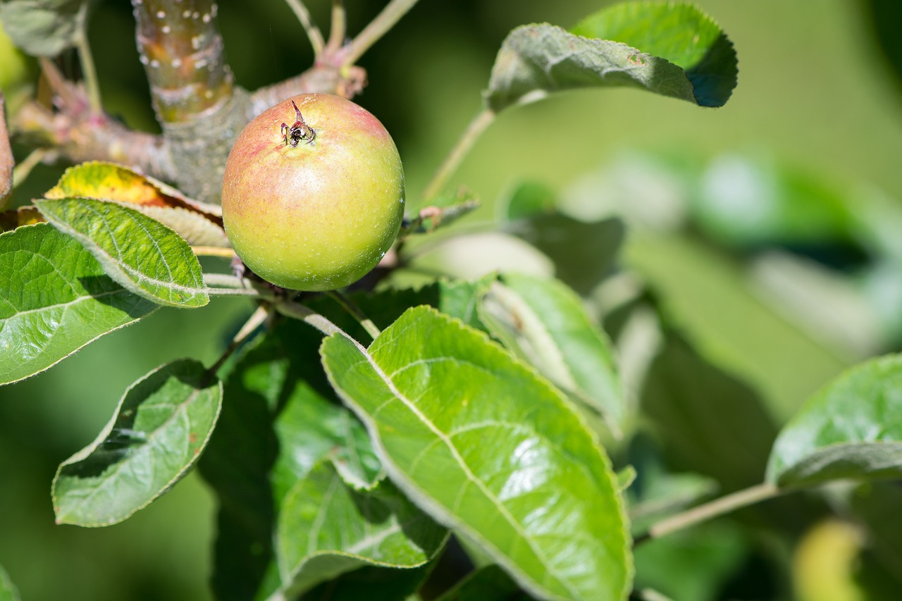 Image - apple apple tree mature