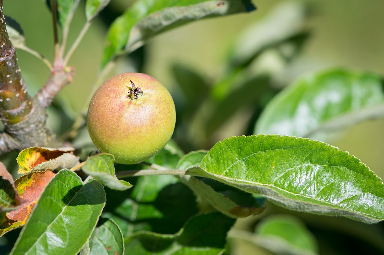 Image - apple apple tree mature