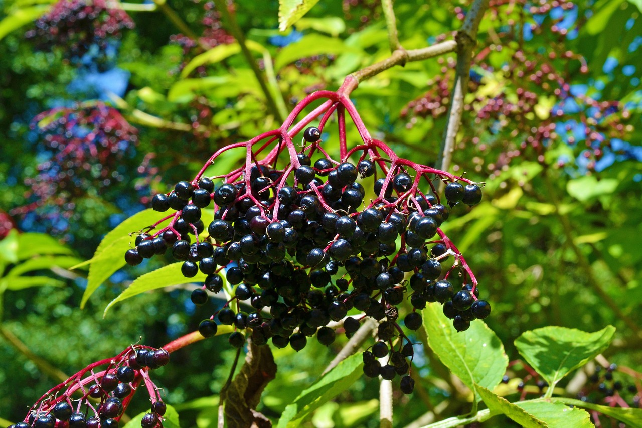 Image - elder elderberries sambucus nigra