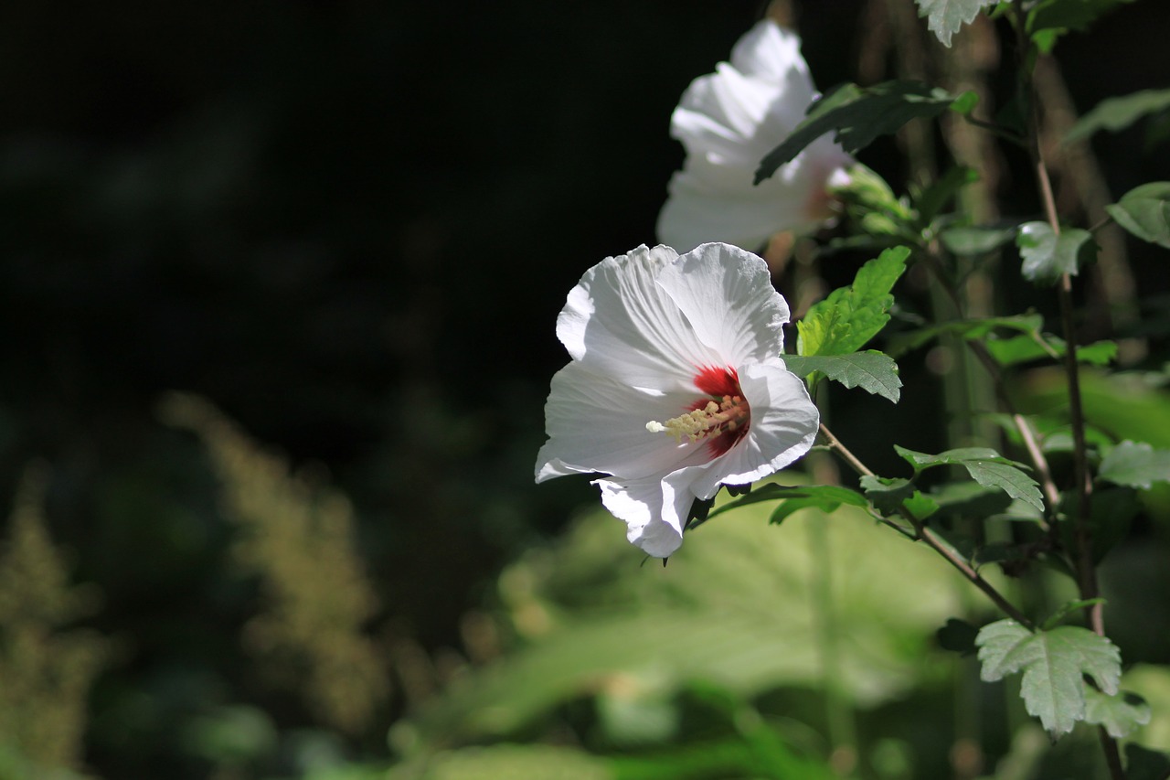 Image - rose sharon rose of sharon leaves