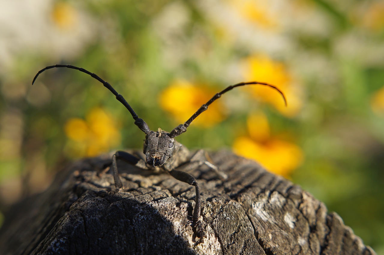 Image - cincér insect beetle macro