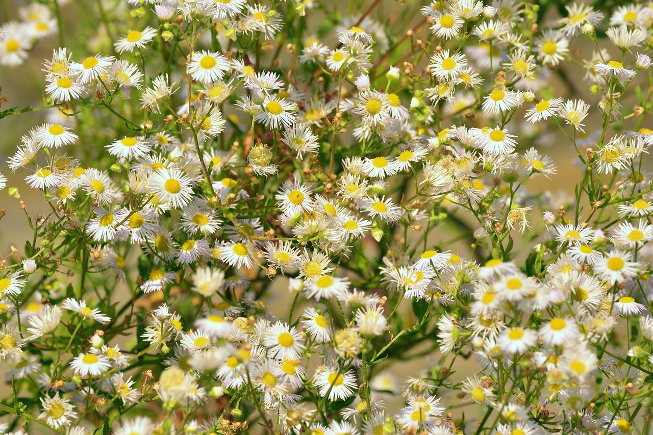 Image - daisy garden shrub white flowers