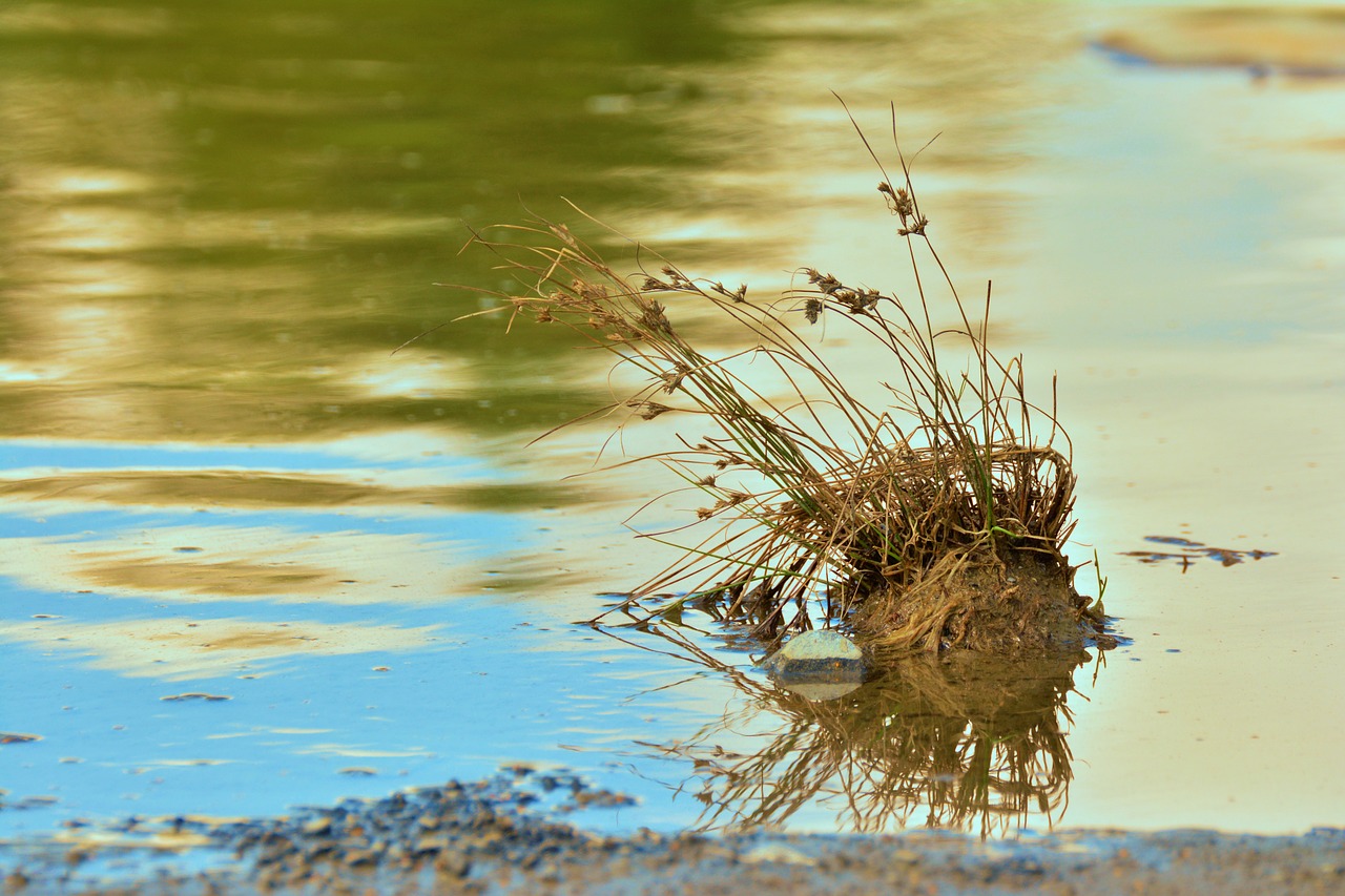 Image - grasses water mirroring lake