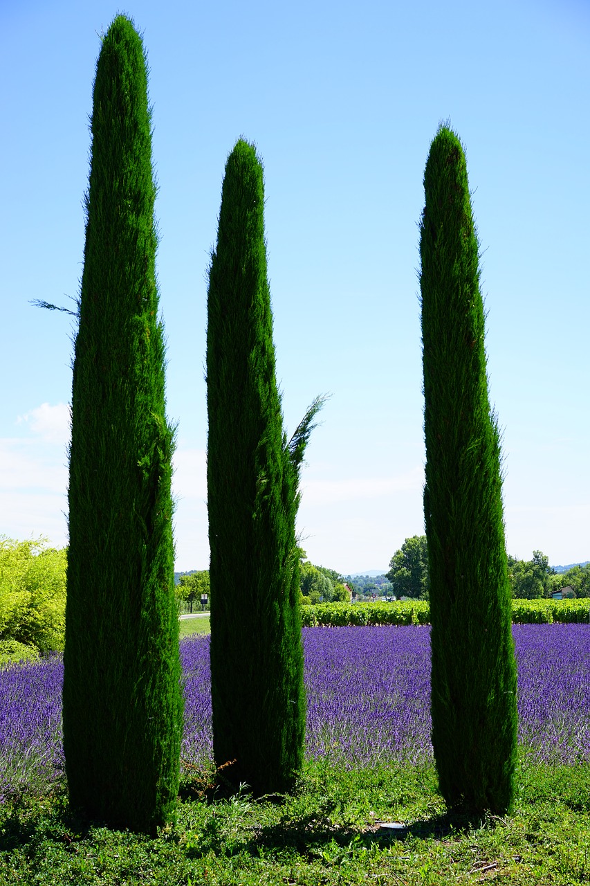 Image - cypress lavender field lavender