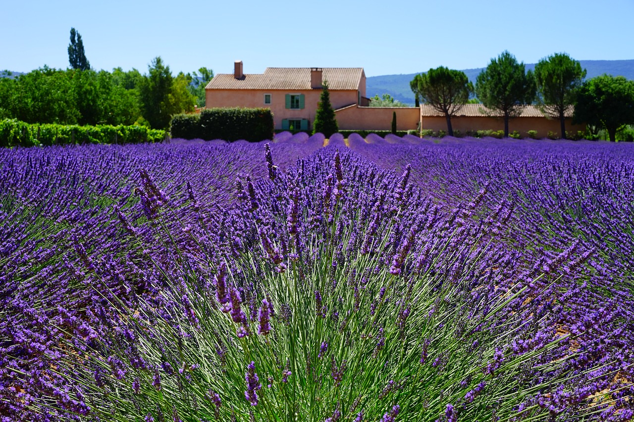 Image - lavender estate property