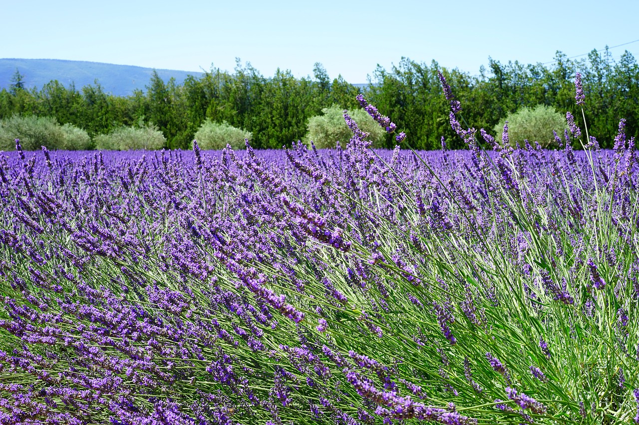 Image - lavender blossom lavender