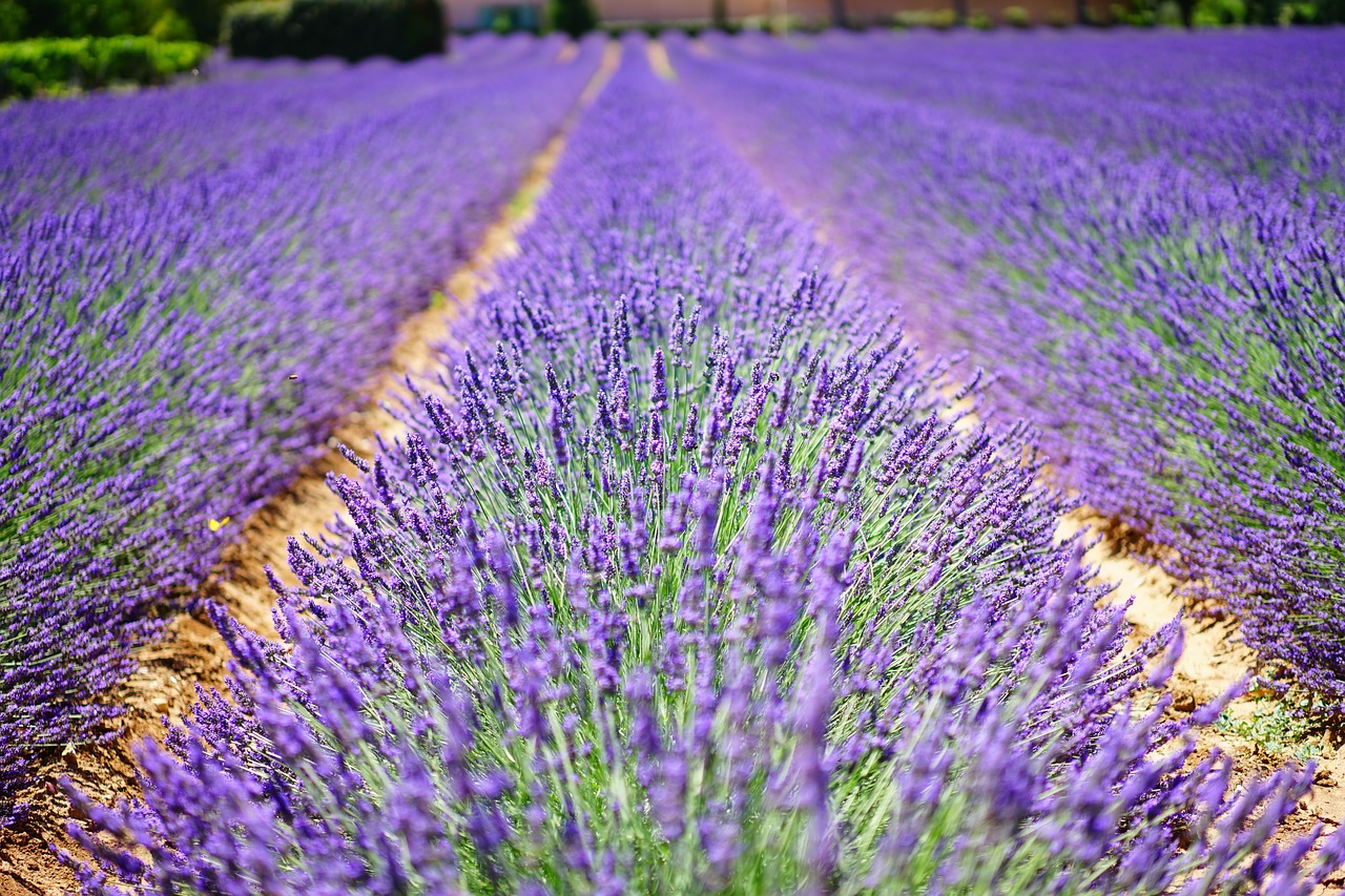 Image - lavender flowers blue flowers