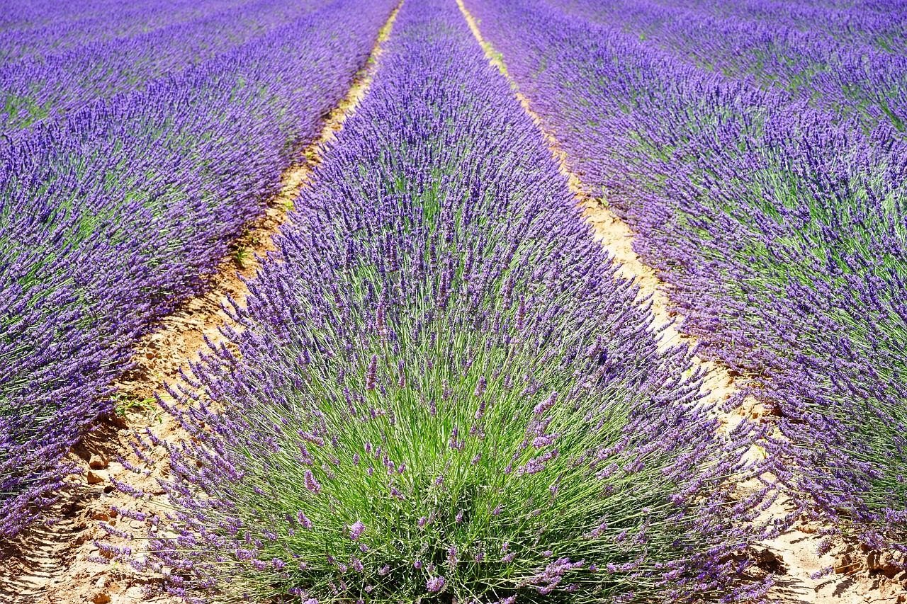 Image - lavender lavender field