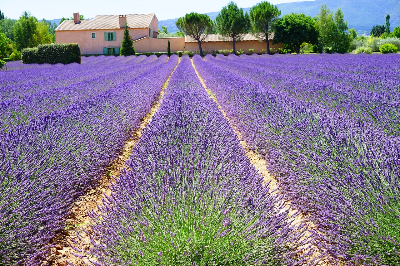 Image - lavender estate property