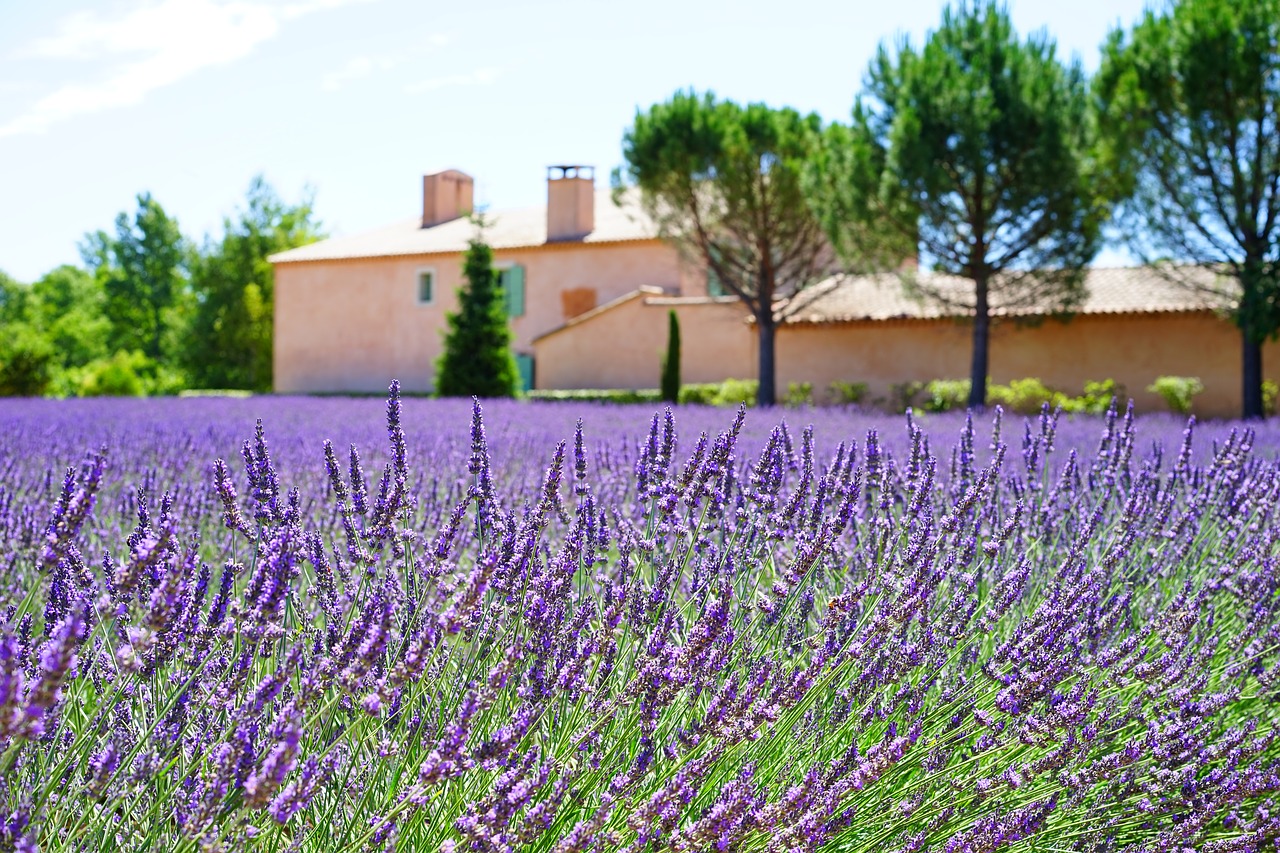 Image - lavender estate property