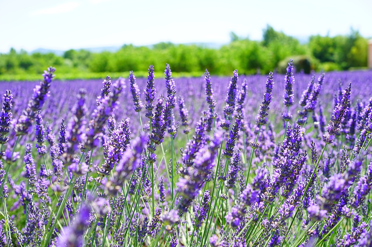 Image - lavender flowers violet flowers