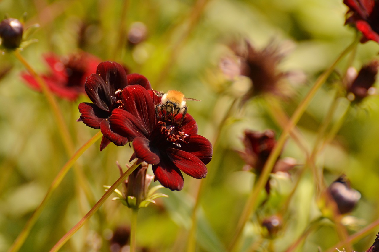 Image - simple dahlia red flower garden