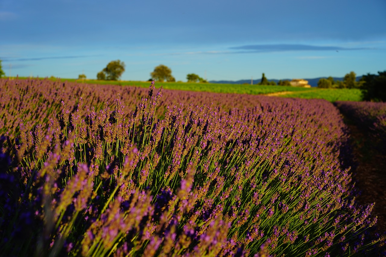 Image - lavender field evening light evening