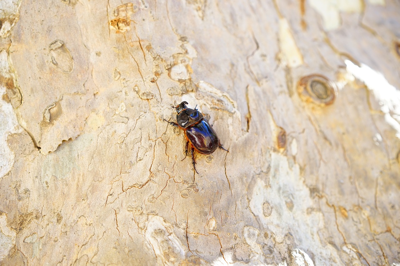 Image - rhinoceros beetle beetle horn