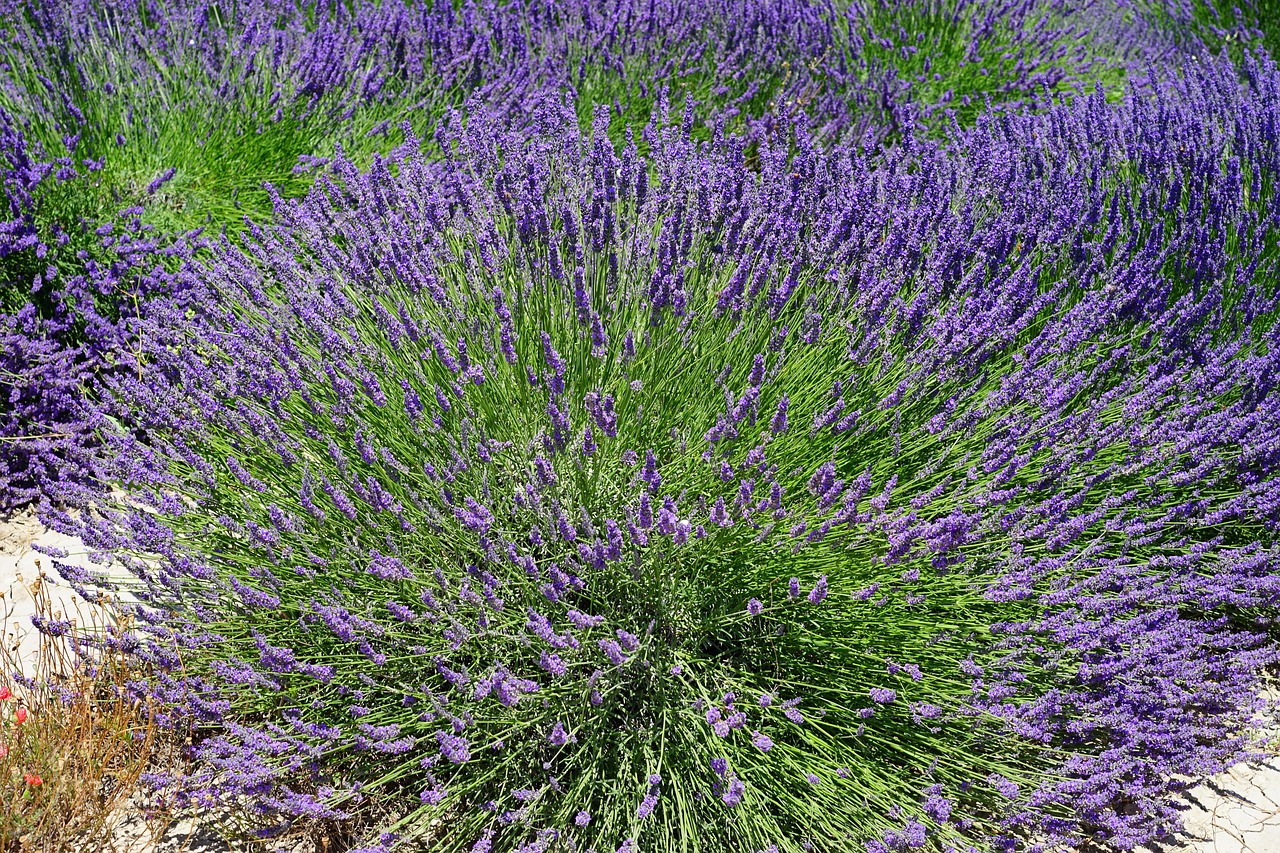 Image - lavender bush lavender flowers