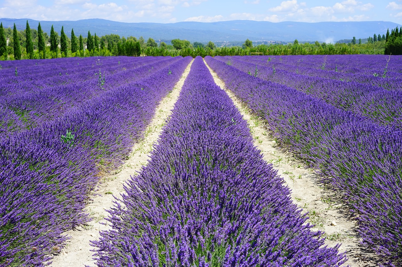 Image - lavender field lane away