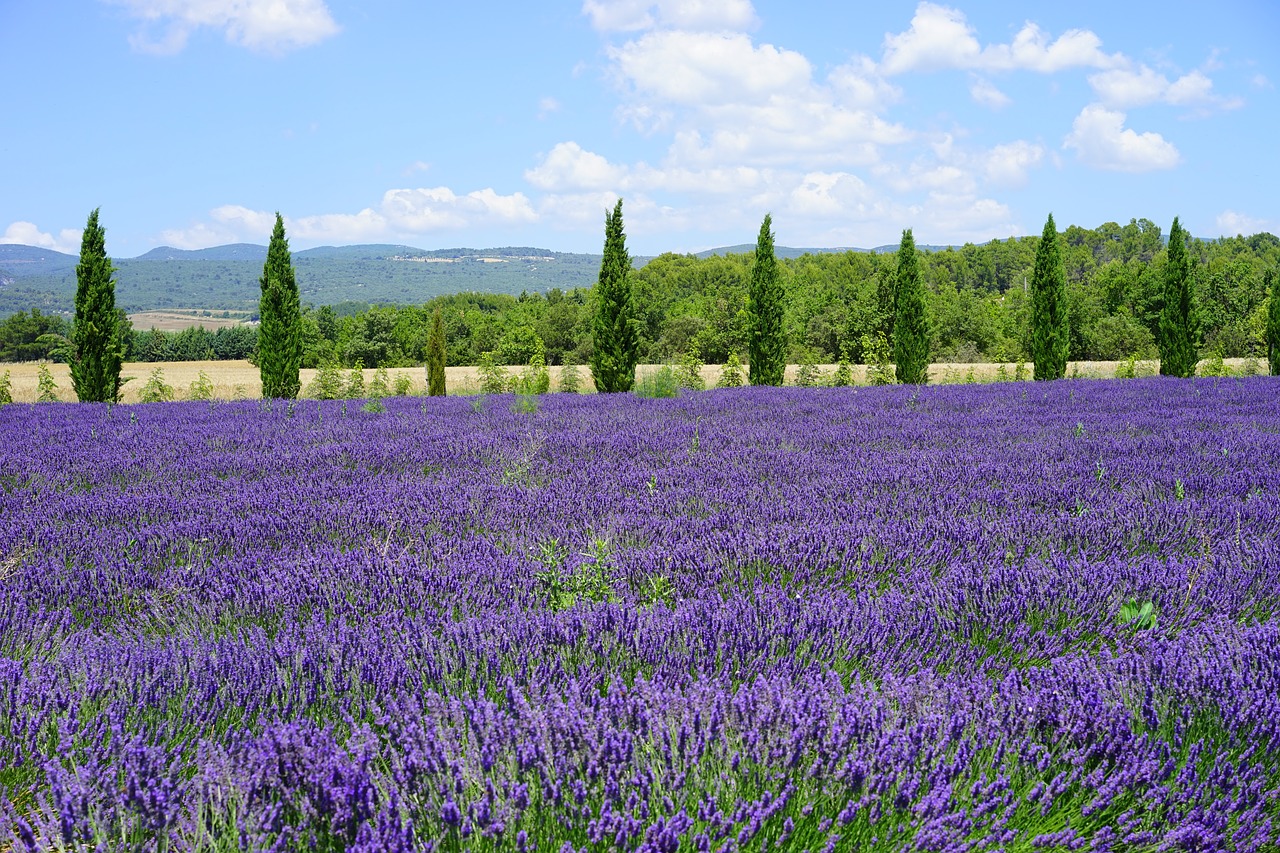 Image - lavender field cypress avenue