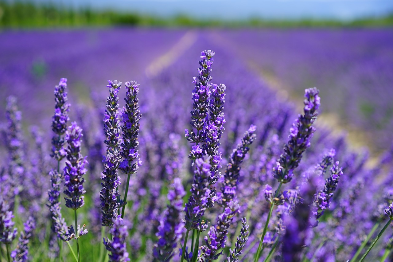Image - lavender blossom lilac blue