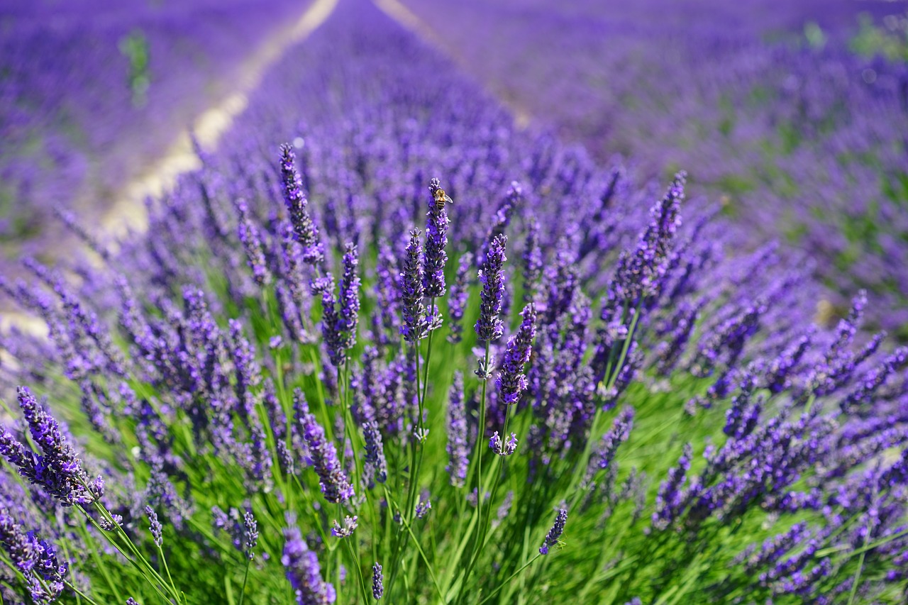 Image - lavender field flowers purple flora