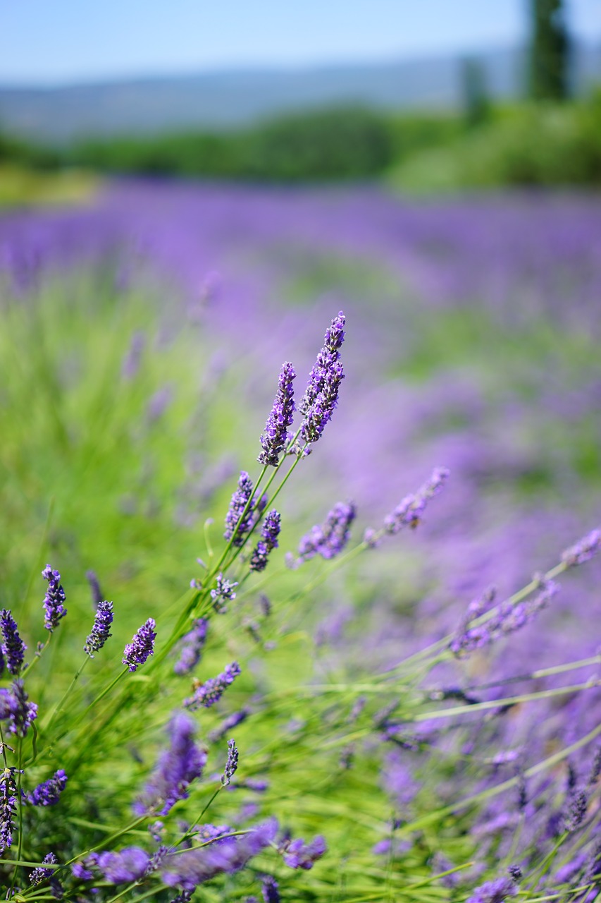 Image - lavender field flowers purple flora