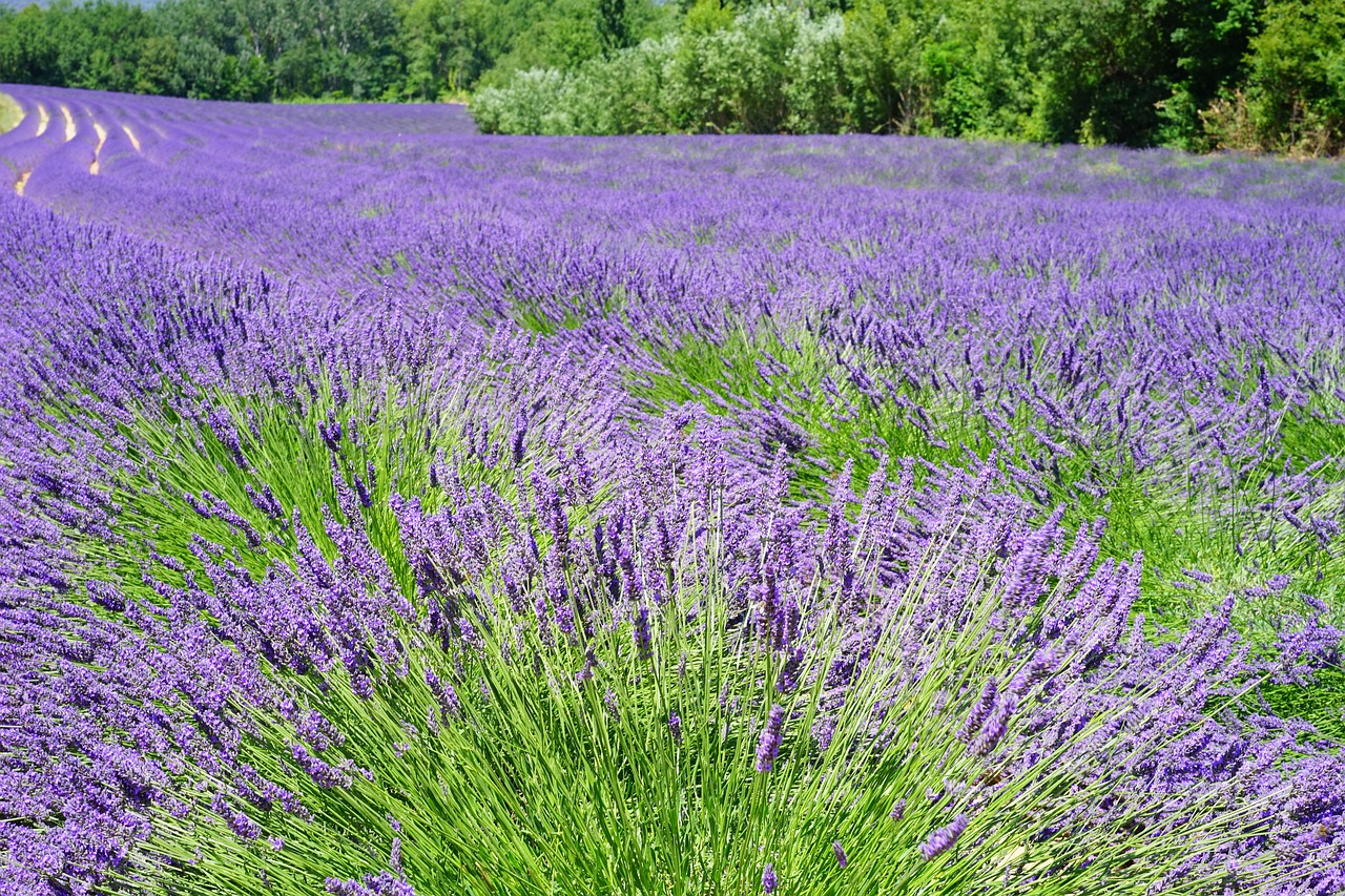 Image - lavender field flowers purple flora