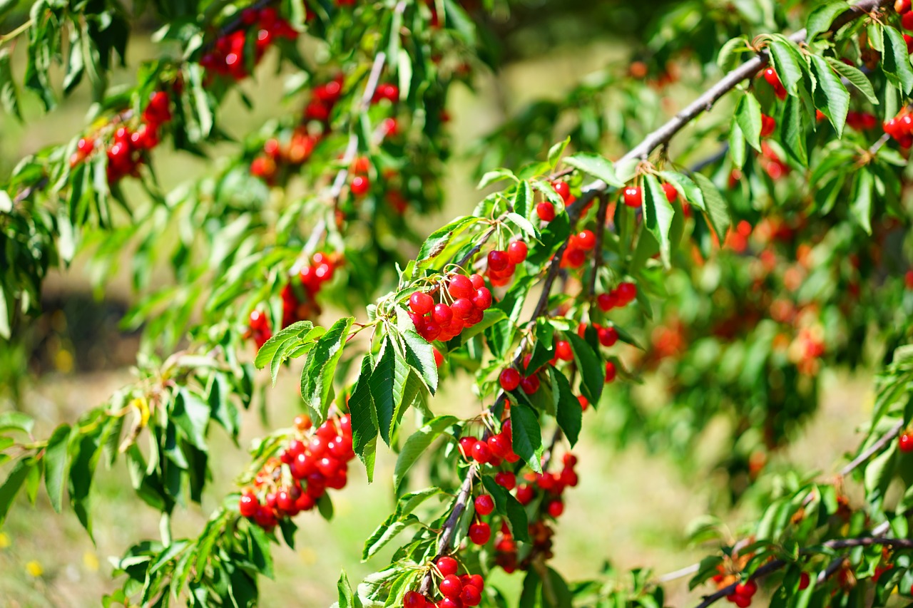 Image - cherries cherry sour cherries red