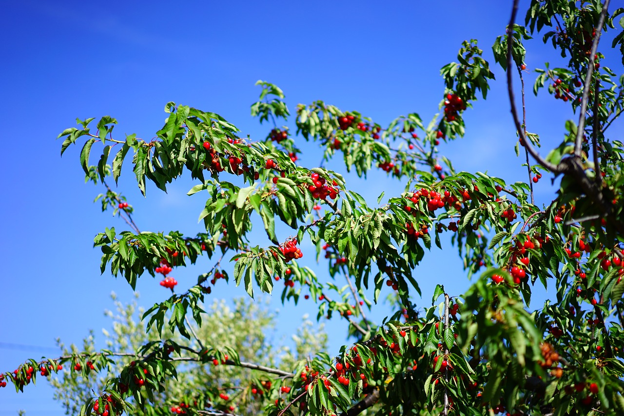 Image - cherries cherry sour cherries red