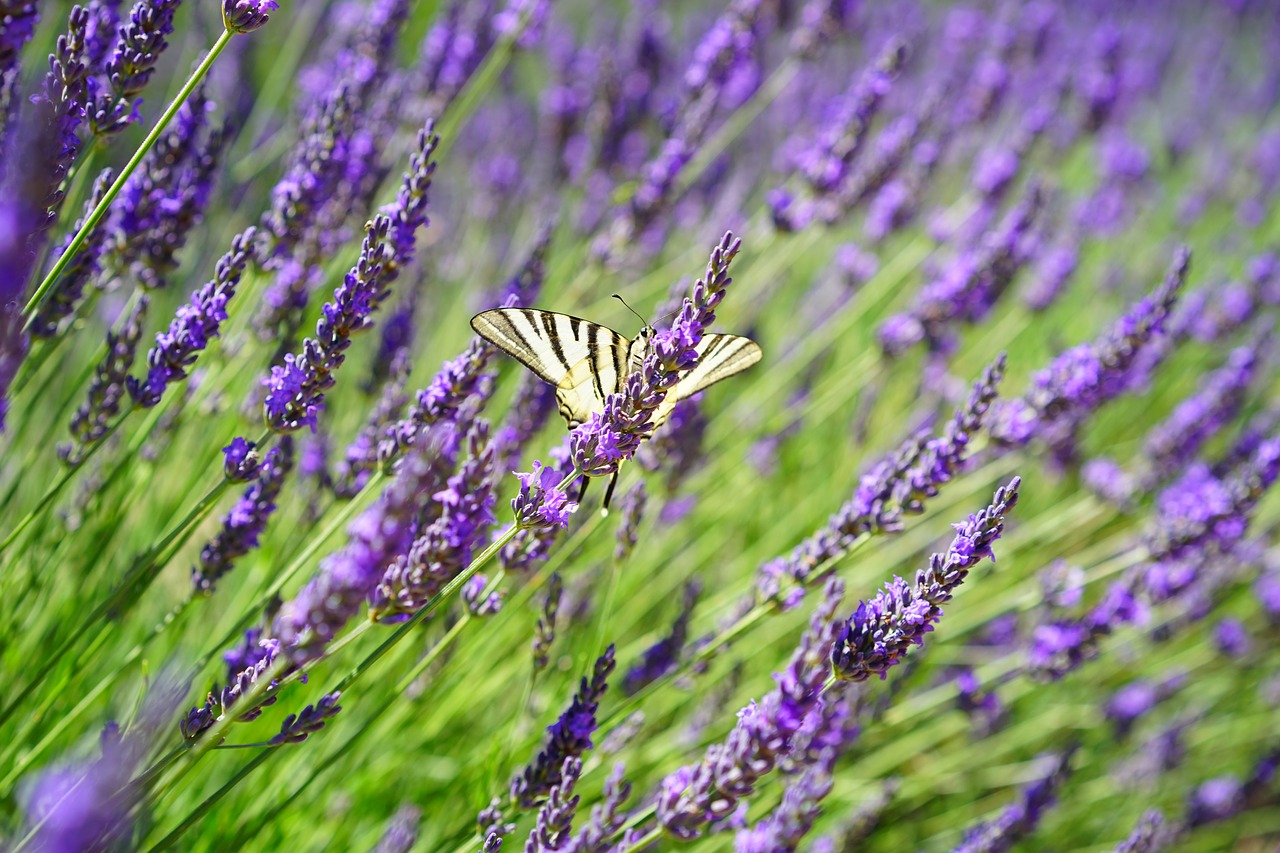 Image - butterfly dovetail lavender field