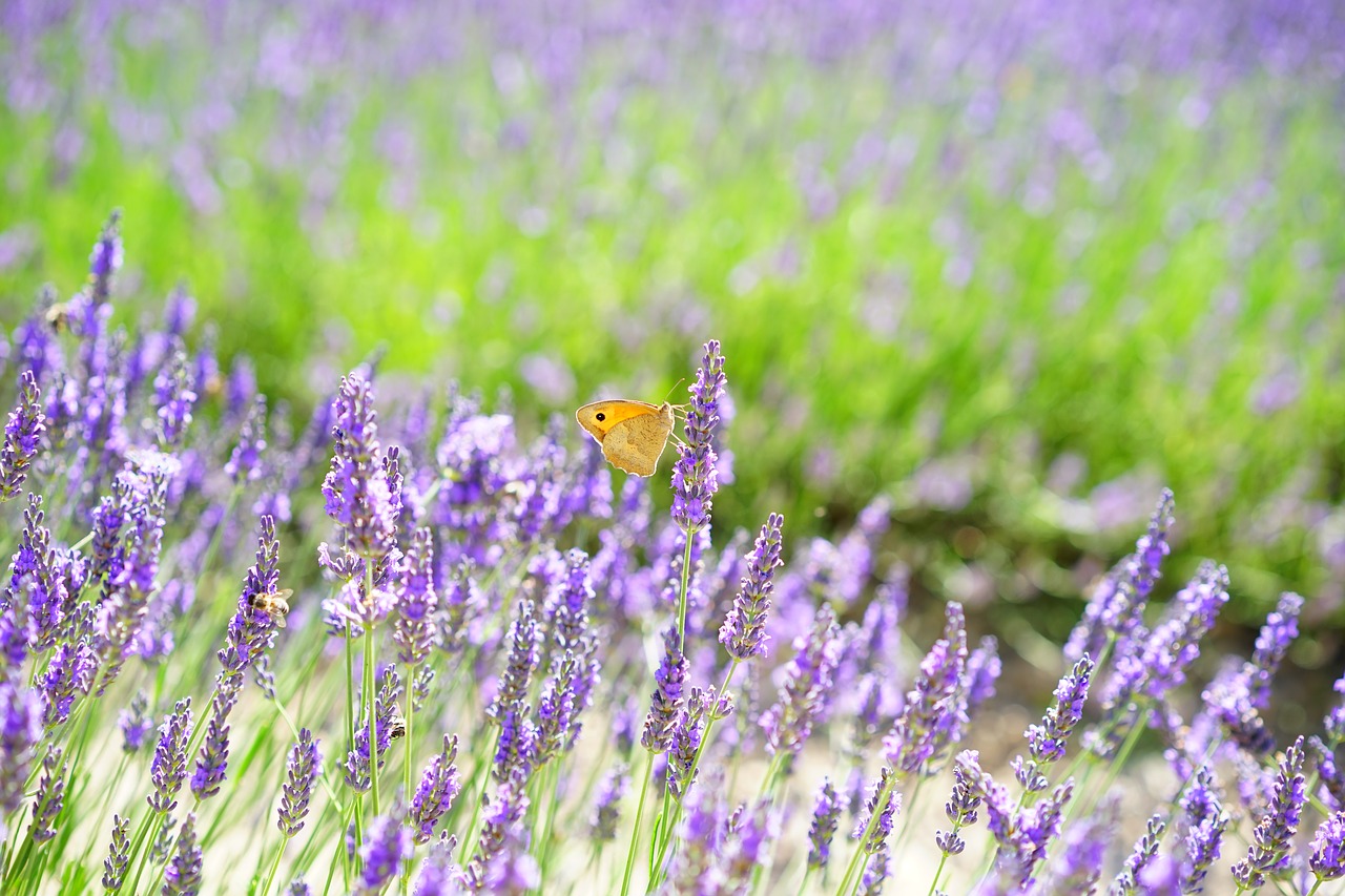 Image - lavender field flowers purple flora