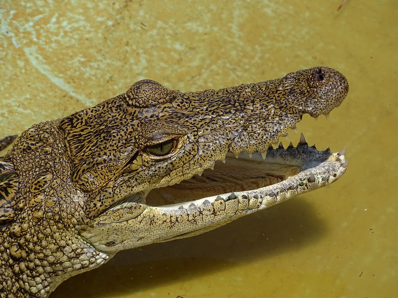 Image - crocodile reptile mexico moreletti