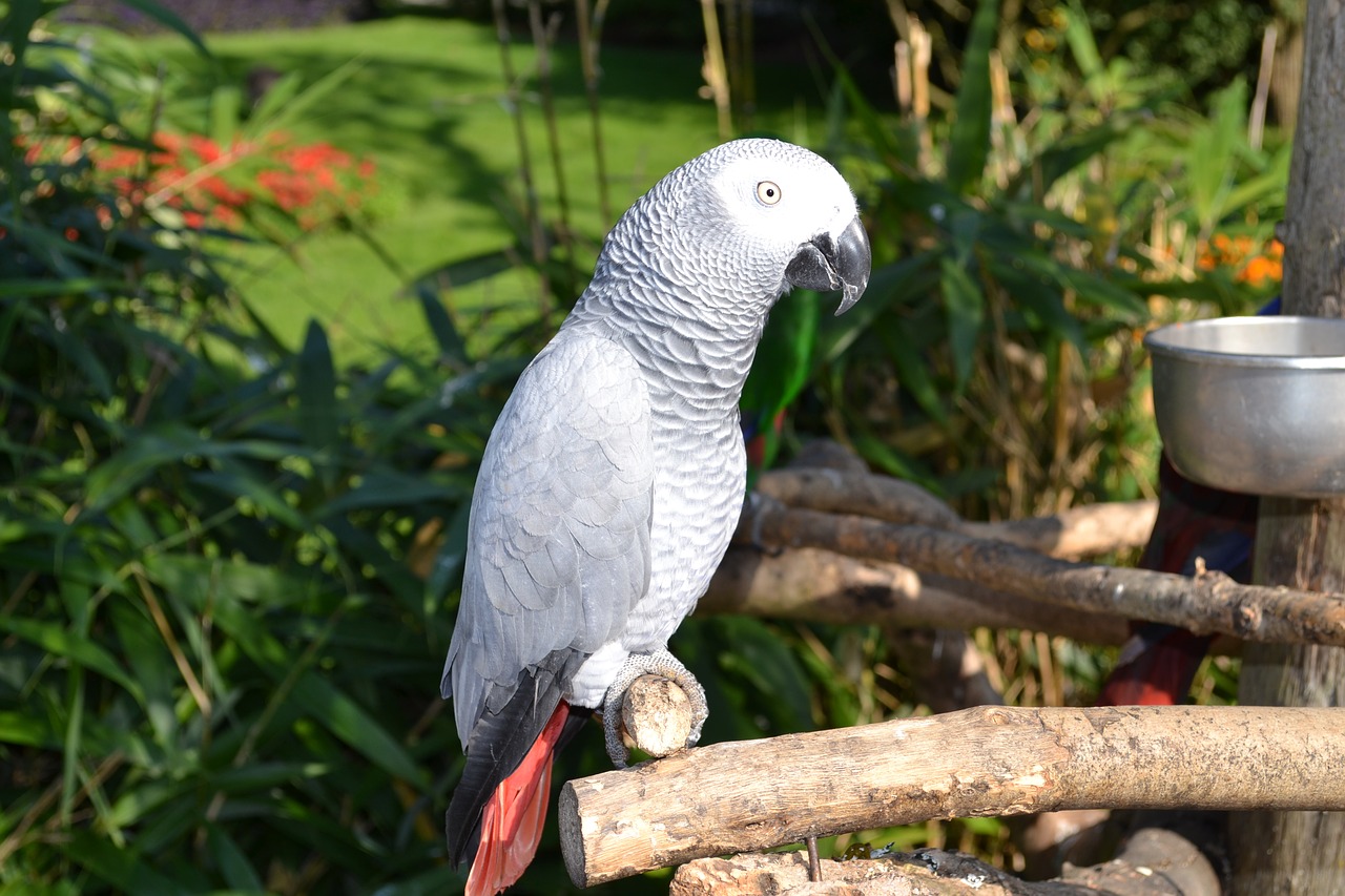 Image - parrot graupapgei bird animals