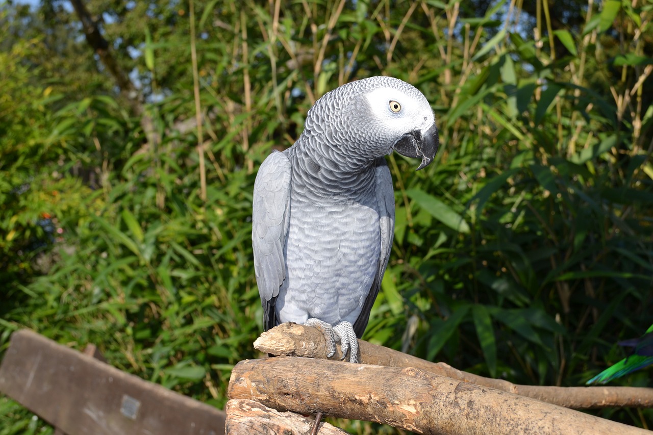 Image - parrot birds bird animals